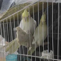 عروس هلندی|پرنده|بوکان, |دیوار