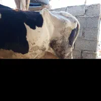 گاوه شیری.   3. عدد|حیوانات مزرعه|ایرانشهر, |دیوار