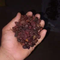 زغال اخته خشک با هسته اعلا وگوشتی درجه یک|خوردنی و آشامیدنی|جلفا, |دیوار