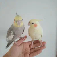 یک جفت عروس هلندی مولد سخنگو