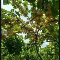 باغ کیوی سند تک برگ