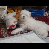 سگ شیتزو عروسکی|سگ|یاسوج, |دیوار