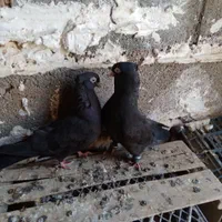 زاغ آبادانی نرو ماده چشمو نوک سفید|پرنده|ایذه, |دیوار