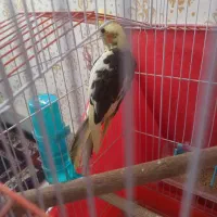 جوجه عروس هلندی|پرنده|سبزوار, غرب نیروگاه|دیوار