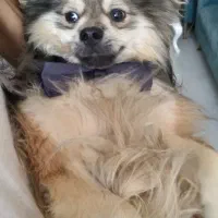 پامرین شیطون|سگ|مشهد, طبرسی شمالی|دیوار