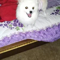 فروش، سگ ماده کاملاآموزش دیده|سگ|بافت, |دیوار