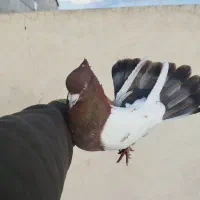 کبوتر سینلی