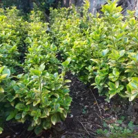 شمشاد طلایی زمینی