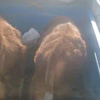 سیمینتال|حیوانات مزرعه|سرشیو, |دیوار