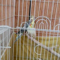 عروس هلندی عروس پاریس