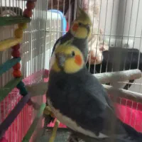 دو عدد عروس هلندی نر فوری