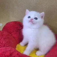 گربه اسکاتیش