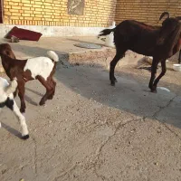 بز دقلوزا با دوبیگ نر ماده|حیوانات مزرعه|شوشتر, |دیوار