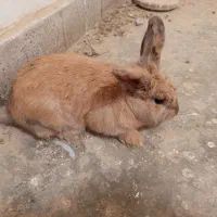 خرگوش بازیگوش