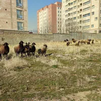گوسفند زنده قربانی شیشک وبره|حیوانات مزرعه|تهران, پونک|دیوار