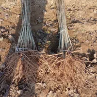 فروش جشنواره صنوبر