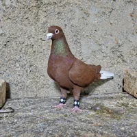 کبوترسرخ دمسفید
