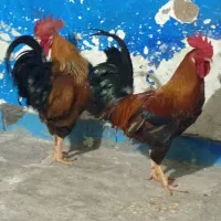 شادگان دارخوین|حیوانات مزرعه|شادگان, |دیوار