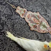 عروس هلندی سخنگو|پرنده|تهران, شکوفه|دیوار