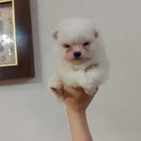 توله پامر از پدر مادر وارداتی|سگ|محمدشهر, محمدشهر|دیوار