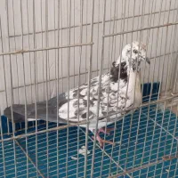 کفتر|پرنده|خرمدره, |دیوار