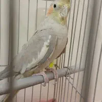 عروس هلندی|پرنده|برخوار, |دیوار