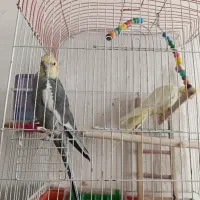 عروس هلندی|پرنده|سیرجان, |دیوار