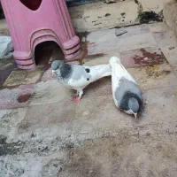 کبوتر یال سبز گلدار