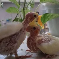 جوجه عروس هلندی