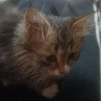 واگزاری بچه گربه ملوس وخوشگل|گربه|یزد, |دیوار