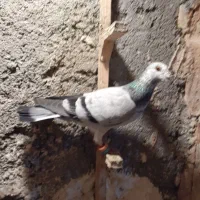 سار سبز المانی،سبز المانی،پولکی المانی