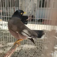 مرغ مینا (پر حرف)|پرنده|ویسیان, |دیوار