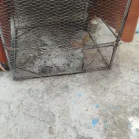 قفس مناسب مرغ عشق و کبوتر ومرغ و خروس