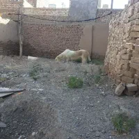 سگ ماده|سگ|نیشابور, ده حلاج|دیوار