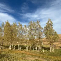 ۱ هکتار زمین ماسه دار