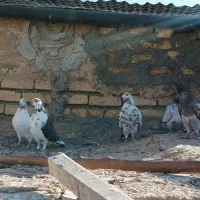 کبوترپرشی|پرنده|فرمهین, |دیوار