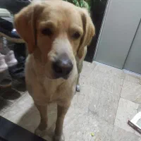 سگ لابرادور رتریور نر واگذار میشود
