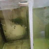 فروش آکواریوم با ماهی