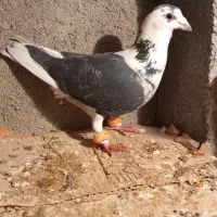 کبوتر|حیوانات|شیروان (خراسان), |دیوار