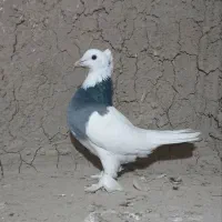 طوقی|پرنده|شیروان (خراسان), |دیوار