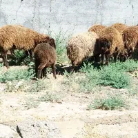 گوسفند ۵۰کیلویی فقط ۳۰ میلیون