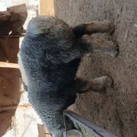 بره شیری نمونه