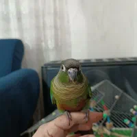 طوطی گرینچیک رام