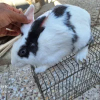 خرگوش بلو|موش و خرگوش|بوشهر, |دیوار