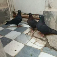 نر پلاکی جفت زاغ ابادنی صرب سینه قهوه ای
