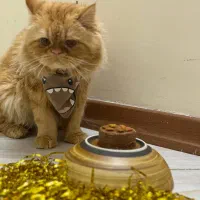 گربه پرشین|گربه|شهر ری, دولت‌آباد|دیوار