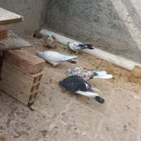 کبوتر اوچان|پرنده|پارس‌آباد, |دیوار