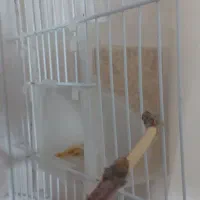 مرغ عشق خوشگل و خوشرنگ با لوازم|پرنده|مشکان, |دیوار