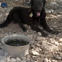 سگ قدریجونی اصیل|سگ|امیدیه, |دیوار