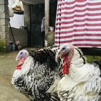 بوقلمون زنده|حیوانات مزرعه|رودسر, |دیوار